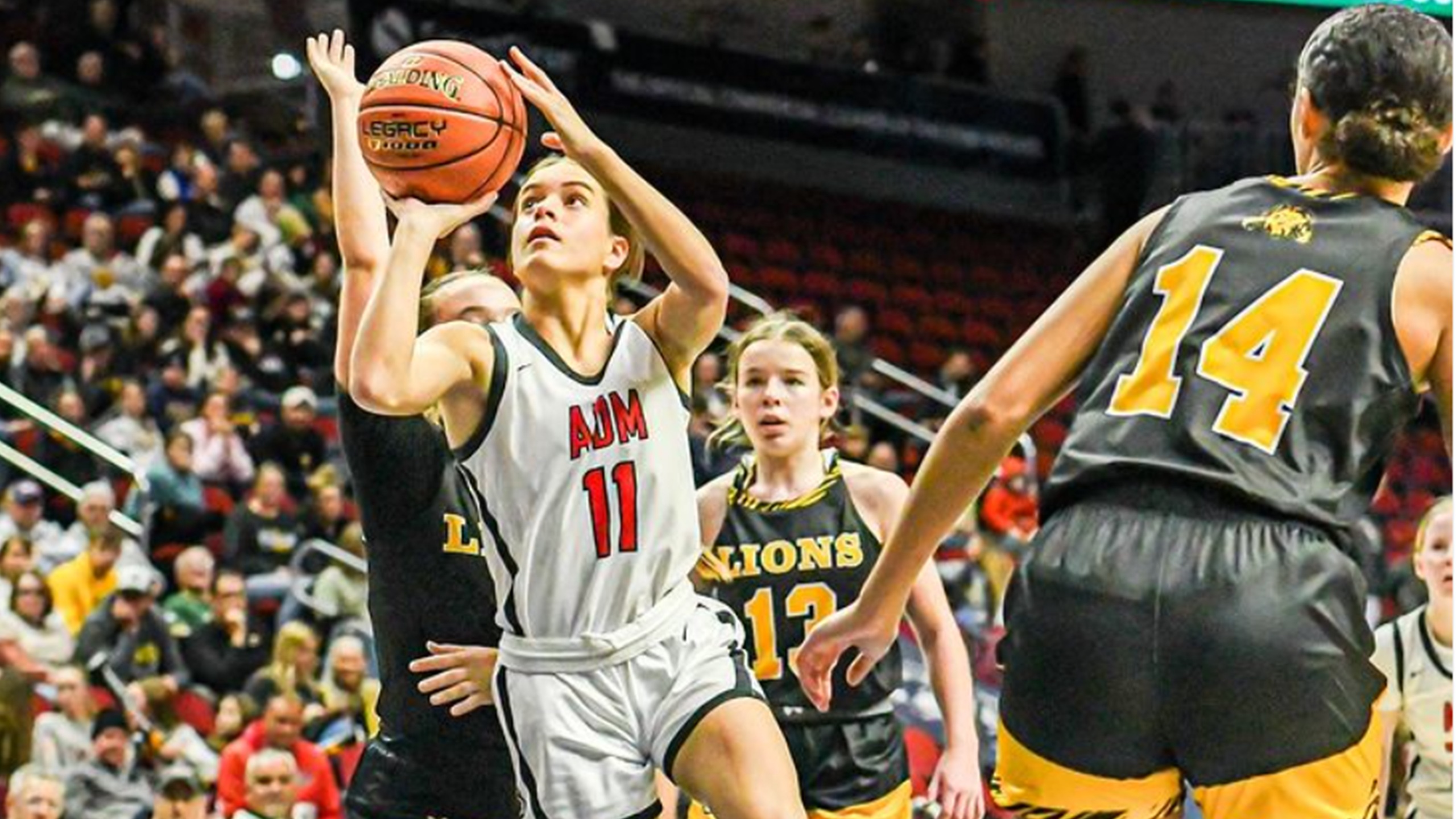 Tigers Roar Past Lions